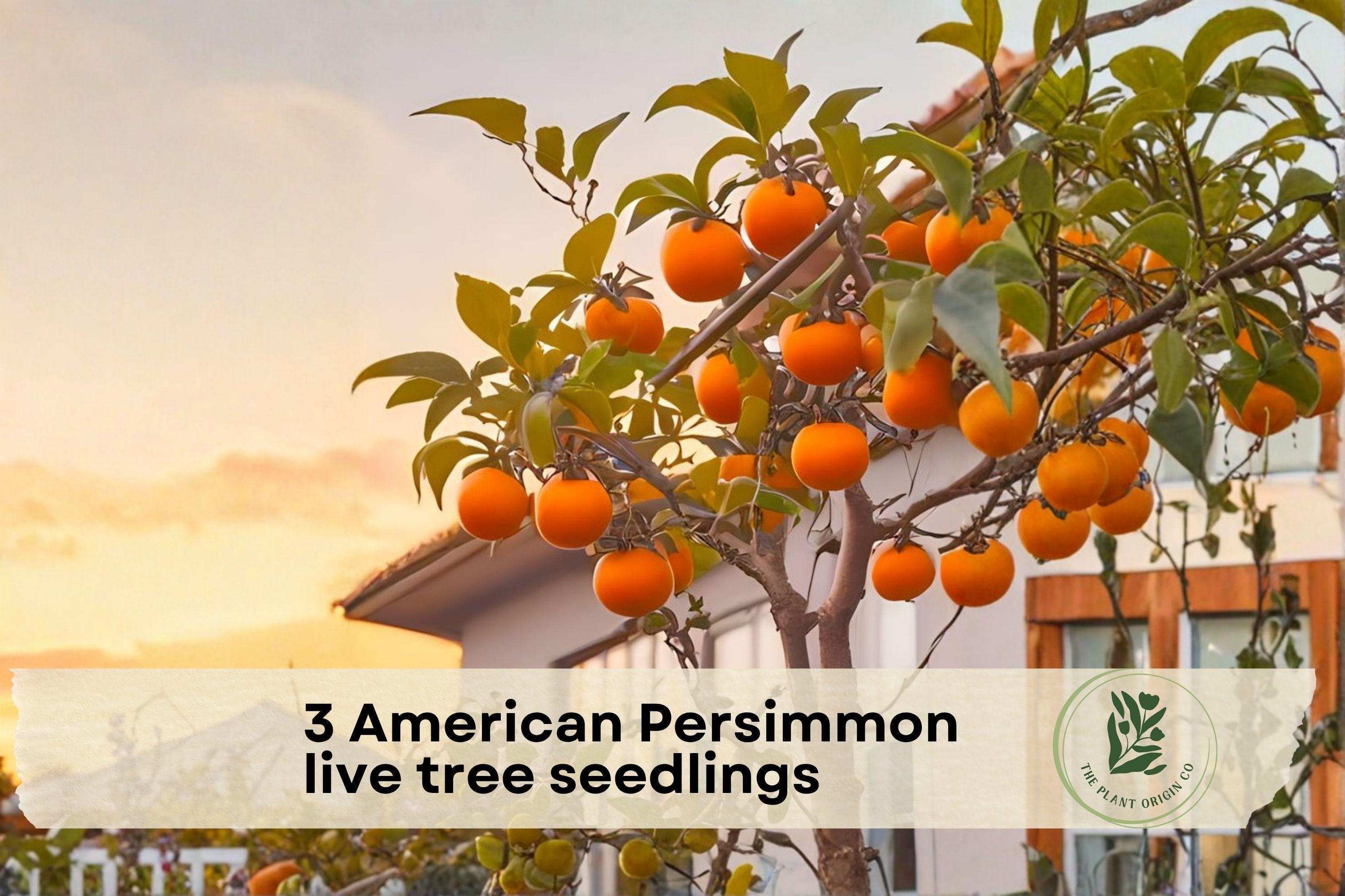 American Persimmon Tree Seedlings – Native Diospyros virginiana, 1-2 Year Old Live Fruit Trees for Outdoor Garden, Yard, Landscaping