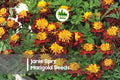 Janie Spry Marigold Seeds – Bright Yellow Double Blooms, Compact Annual Flower, Tagetes patula, for Borders & Containers