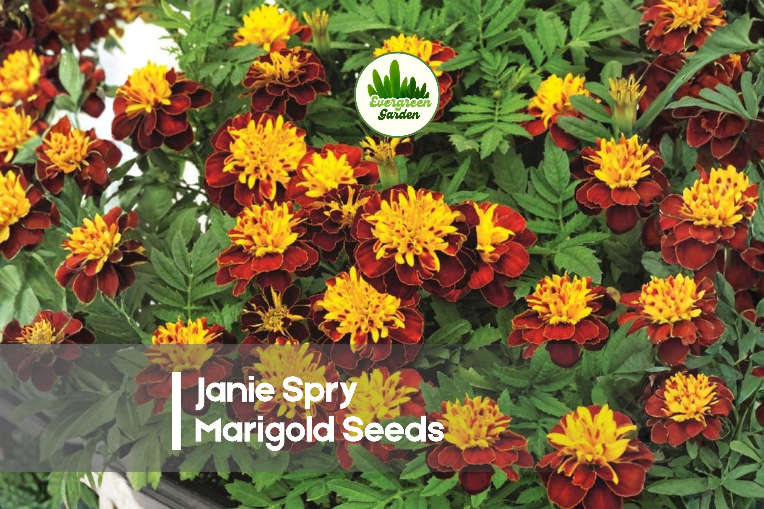 Janie Spry Marigold Seeds – Bright Yellow Double Blooms, Compact Annual Flower, Tagetes patula, for Borders & Containers