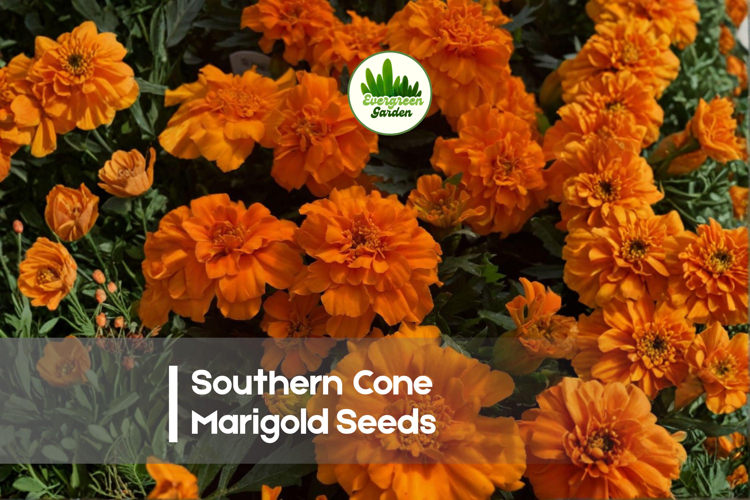 25 Southern Cone Marigold Seeds | Tagetes erecta | Bright Yellow, Tall Annual Flower for Borders & Pollinator Gardens