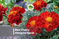 Red Cherry Marigold Seeds – Tagetes patula, Deep Red, Compact Annual Flower for Borders, Containers & Summer Gardens