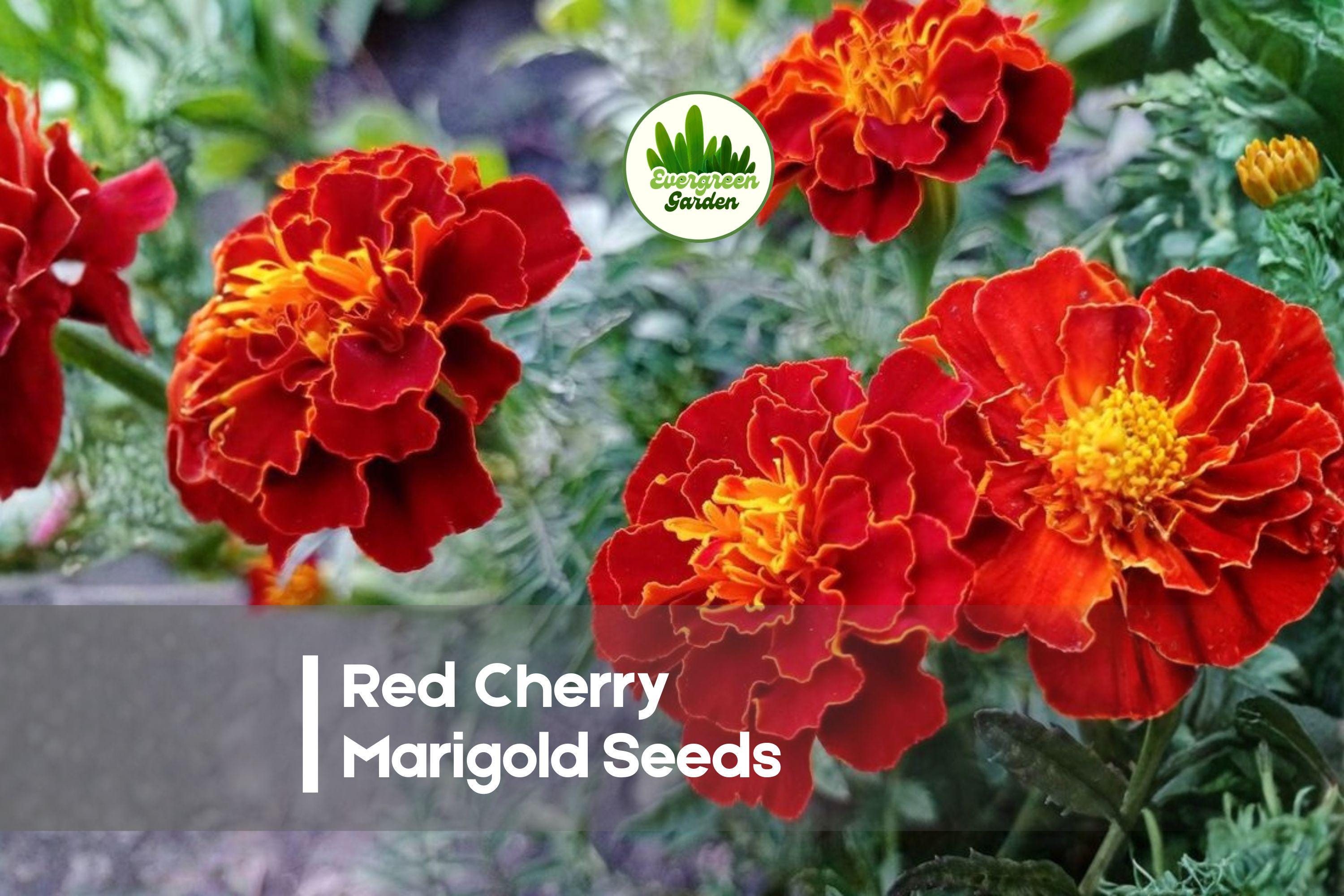 Red Cherry Marigold Seeds – Tagetes patula, Deep Red, Compact Annual Flower for Borders, Containers & Summer Gardens