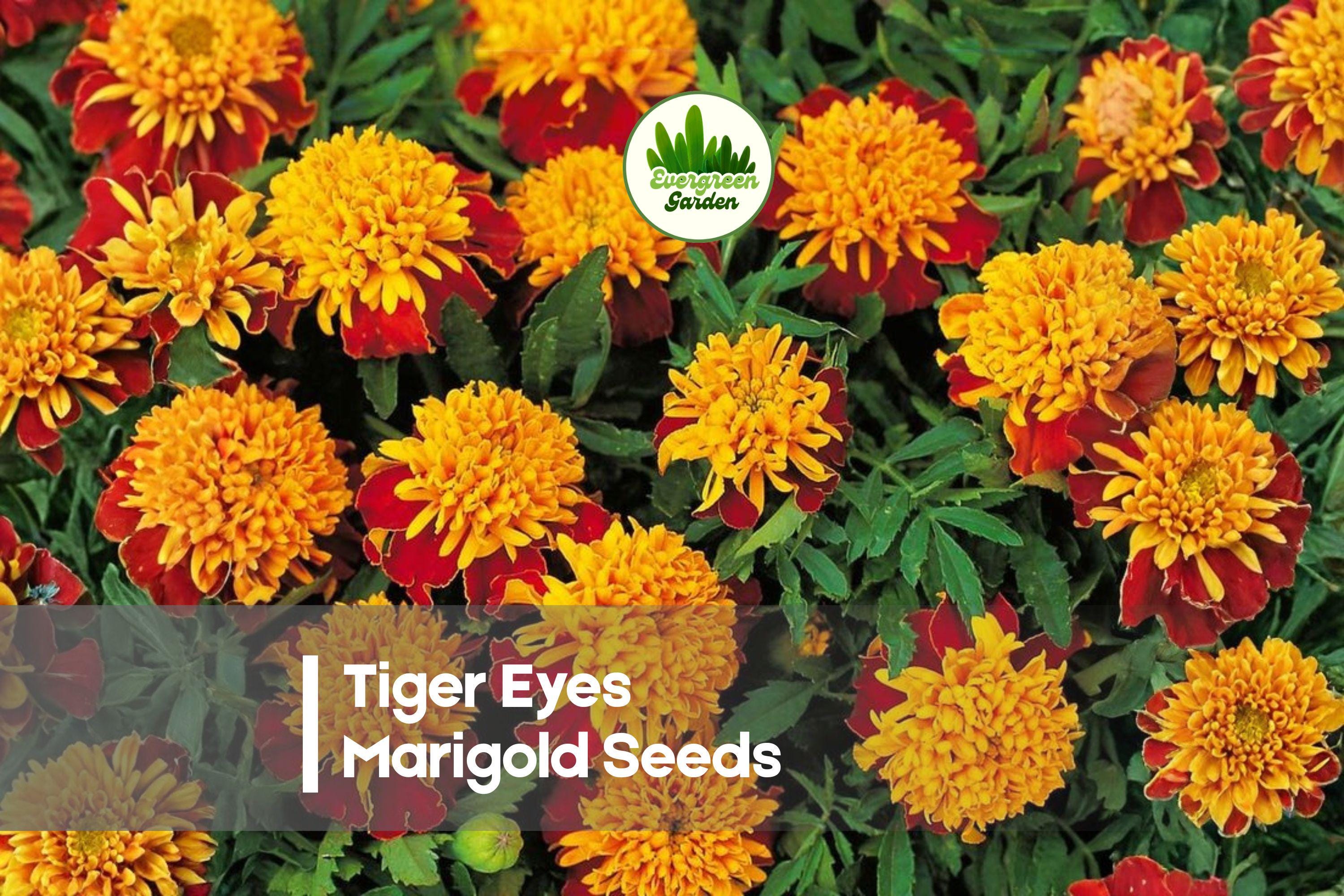 25 Tiger Eyes Marigold Seeds - French Tagetes patula, Bicolor Red & Yellow Flowers, Compact Annual for Borders & Containers