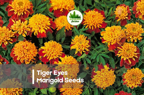 25 Tiger Eyes Marigold Seeds - French Tagetes patula, Bicolor Red & Yellow Flowers, Compact Annual for Borders & Containers