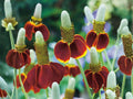 Mexican Hat Wildflower Seeds – Heirloom Non-GMO Ratibida columnifera pulchra Flower Seeds for Prairie Gardens and Pollinator Gardens