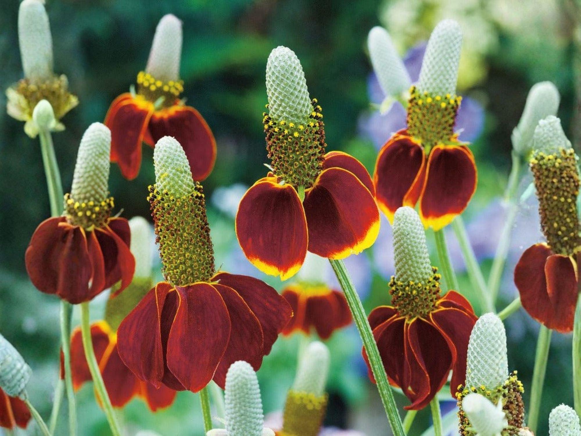 Mexican Hat Wildflower Seeds – Heirloom Non-GMO Ratibida columnifera pulchra Flower Seeds for Prairie Gardens and Pollinator Gardens
