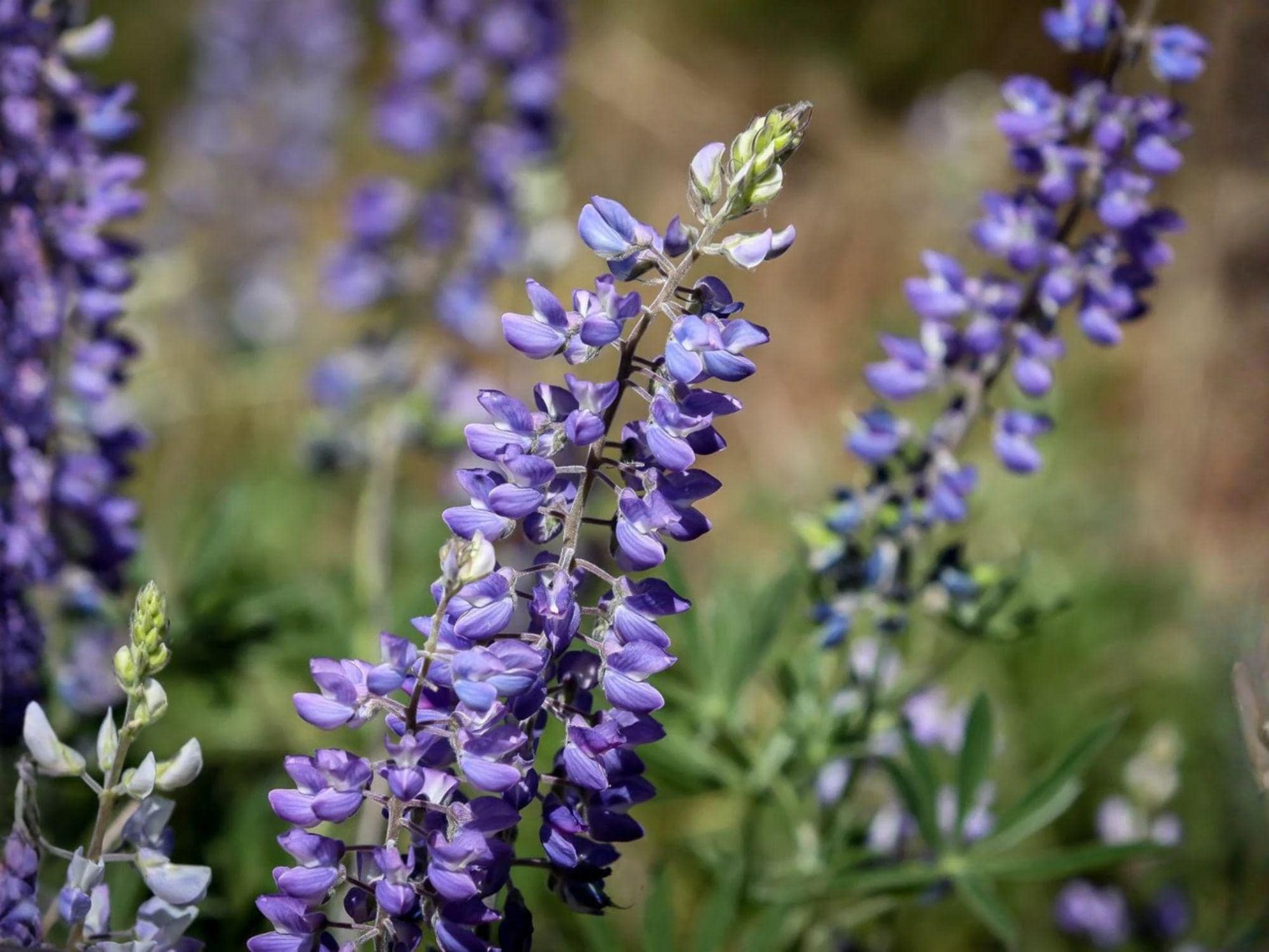 Large Leaf Lupine Seeds – Heirloom Non-GMO Flower Seeds for Cottage Gardens, Pollinator-Friendly, Lupinus polyphyllus