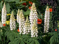 Russell White Lupine Seeds | Heirloom Non-GMO Flower Seeds for Cottage Gardens & Pollinator Gardens (Lupinus polyphyllus)