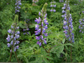 Riverbank Lupine Seeds – Heirloom Non-GMO Wildflower Seeds for Native Gardens & Pollinator Gardens (Lupinus rivularis)