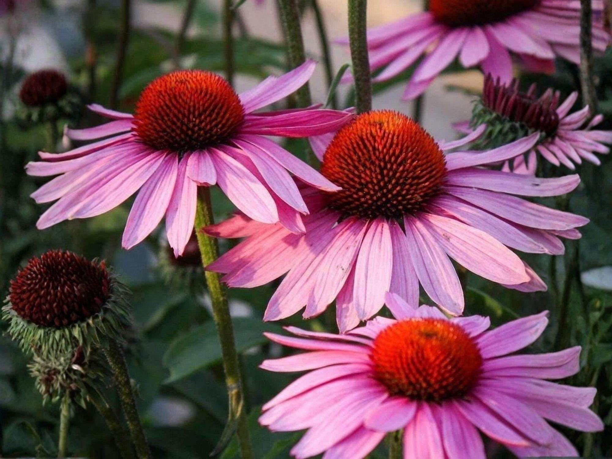 Purple Coneflower Seeds | Heirloom Non-GMO Echinacea purpurea Flower Seeds for Pollinator Gardens