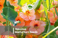 Vesuvius Nasturtium Seeds – Salmon Orange Flowers, Edible, Pollinator-Friendly, Tropaeolum majus, Annual Garden Seeds