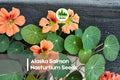 Alaska Salmon Nasturtium Seeds, Tropaeolum majus, Edible Flowers, Bright Salmon Pink Blooms, Variegated Foliage, Pollinator-Friendly