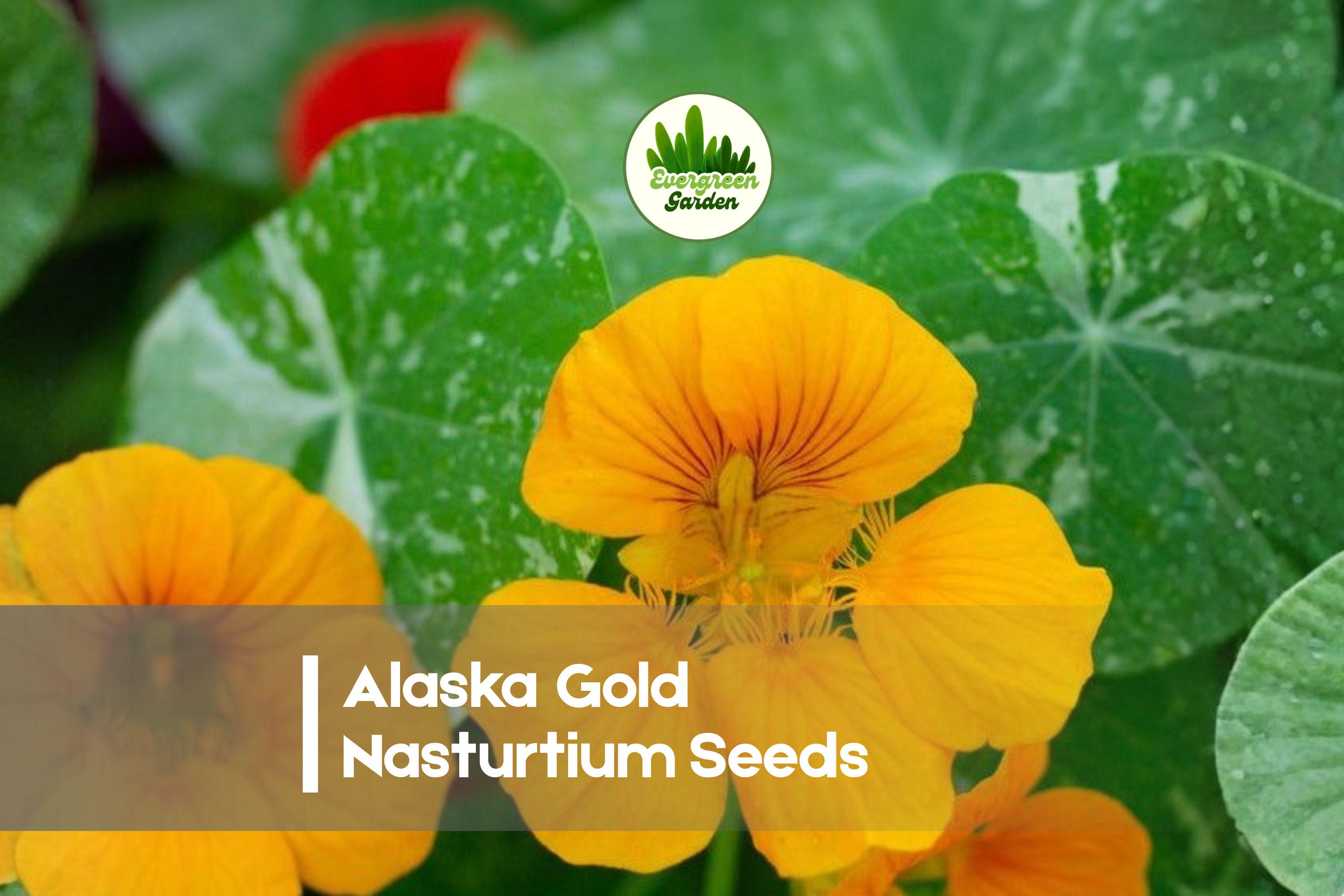 50 Alaska Gold Nasturtium Seeds - Edible Bright Golden Yellow Flowers Tropaeolum majus