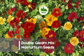 Double Gleam Mix Nasturtium Seeds - Tropaeolum majus, Edible Flowers, Bright Red, Orange, Yellow & Cream, Full Sun, Annual, 50 Seeds