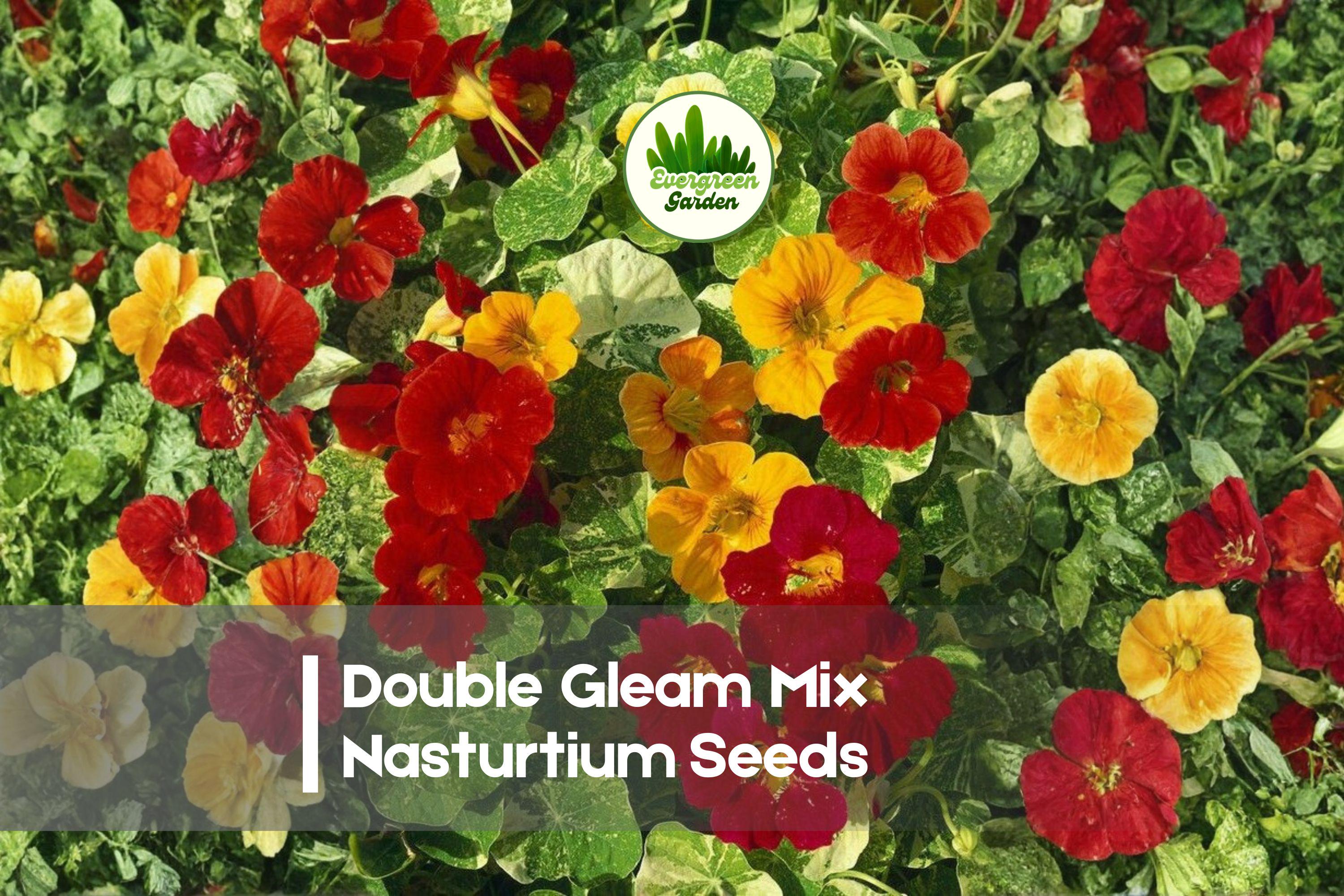Double Gleam Mix Nasturtium Seeds - Tropaeolum majus, Edible Flowers, Bright Red, Orange, Yellow & Cream, Full Sun, Annual, 50 Seeds