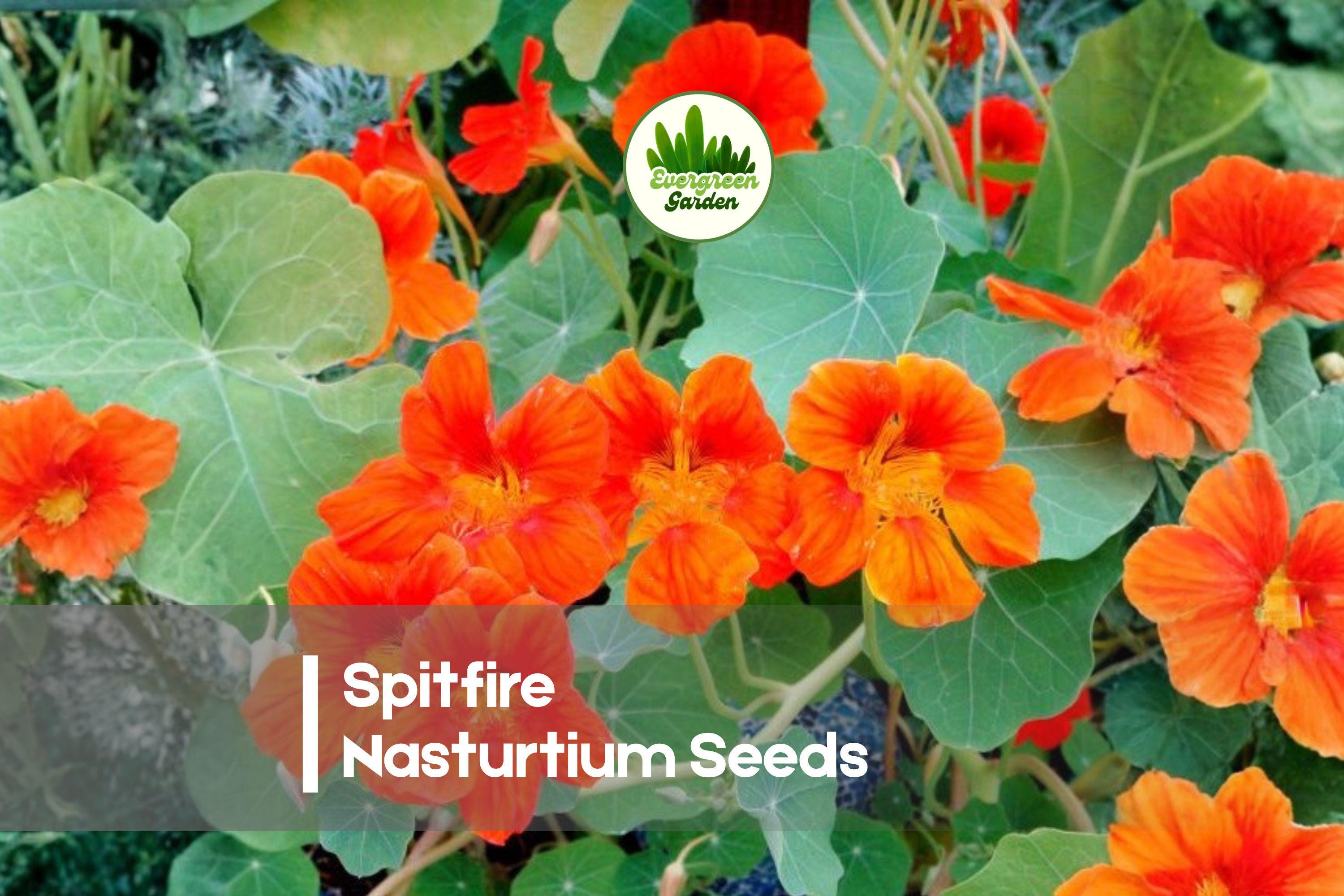 Spitfire Nasturtium Seeds, Edible Flowers, Bright Red & Yellow, Tropaeolum majus, Pollinator-Friendly Garden Plant