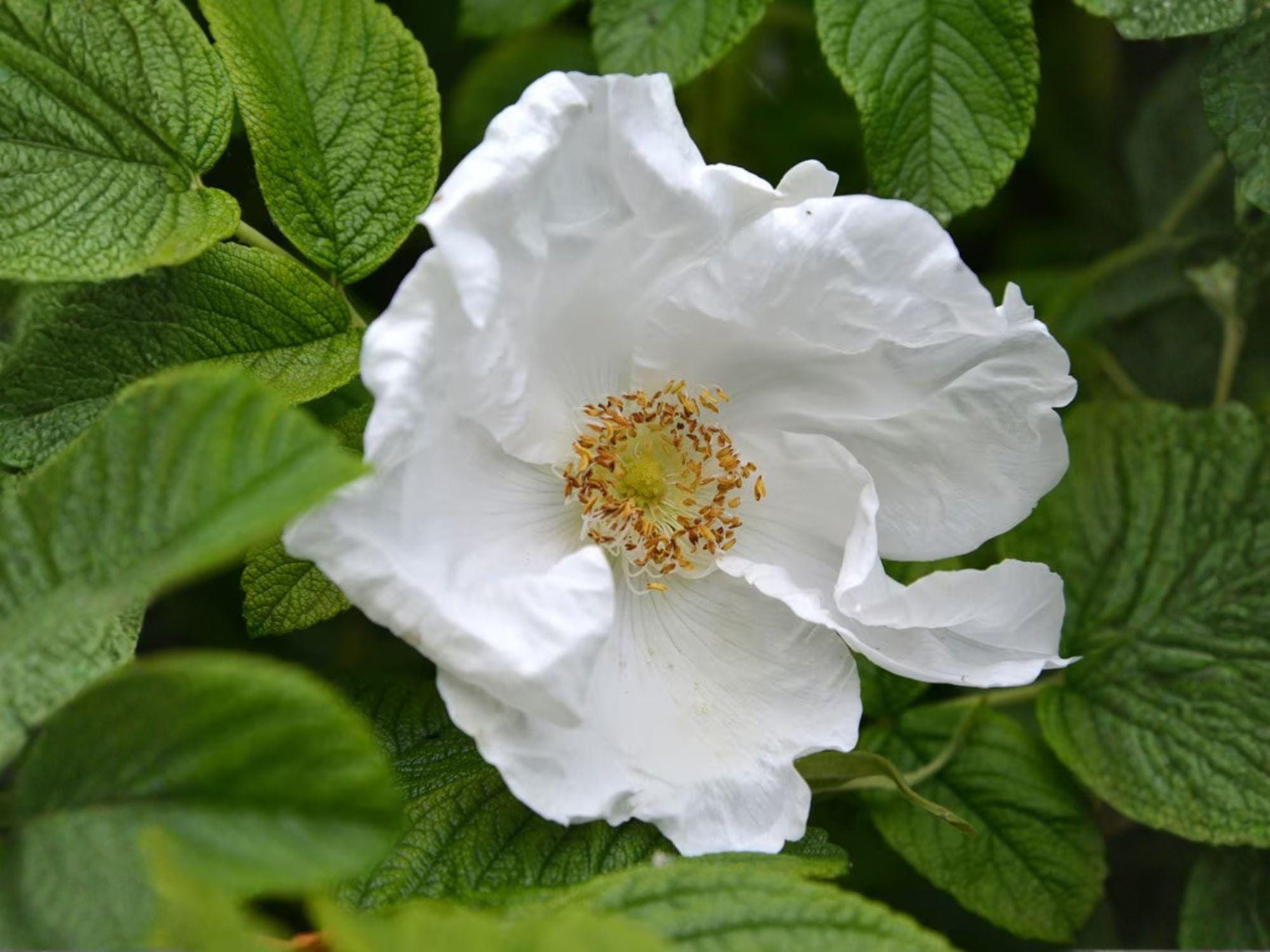 Rosa Rugosa Alba Seeds – White Beach Rose Heirloom Non-GMO Shrub for Gardens & Landscapes