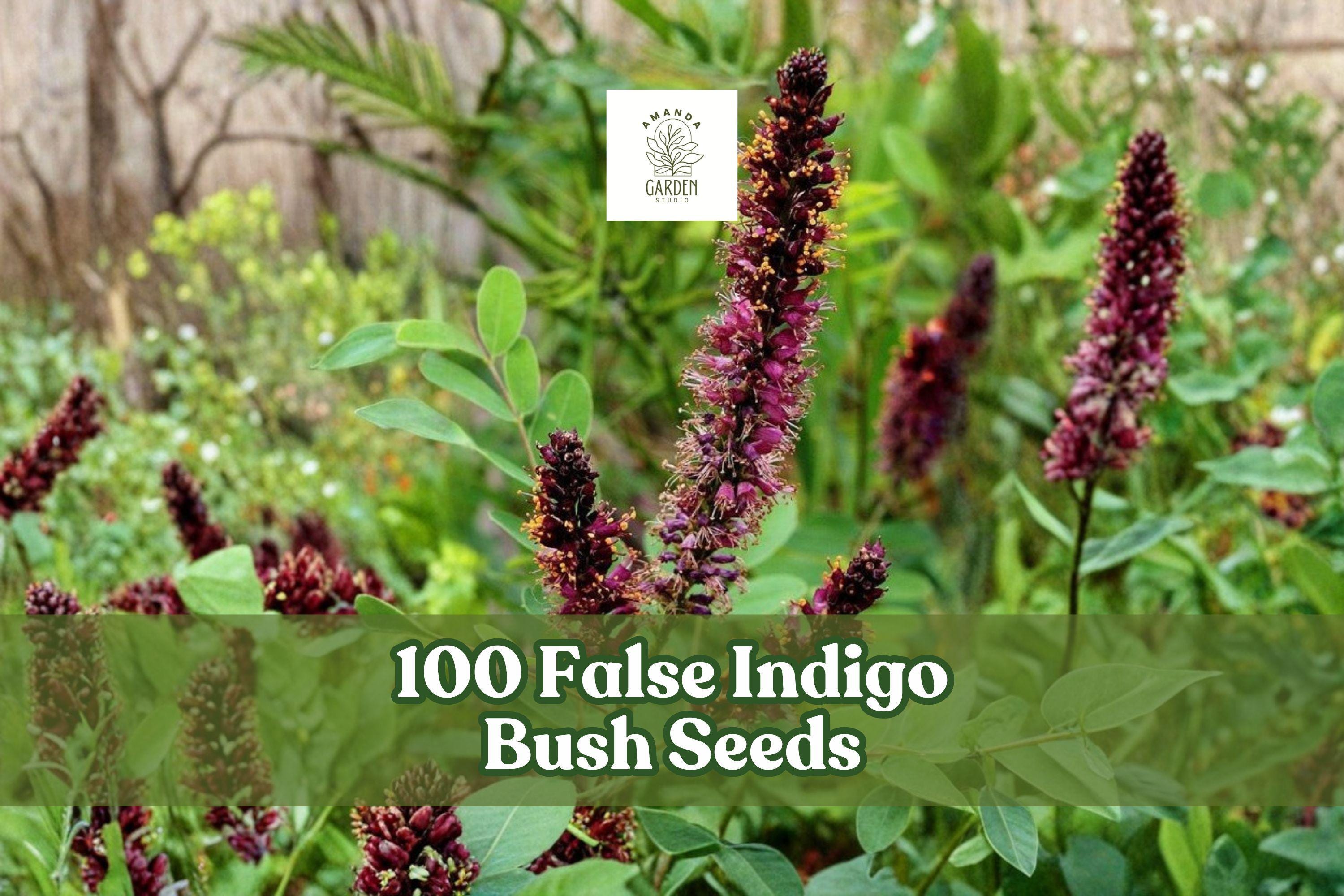 False Indigo Bush Seeds – Amorpha fruticosa Perennial Shrub with Purple Flowers, Ornamental Landscape Plant