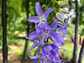 Tall Bellflower Seeds – Heirloom Non-GMO Native Wildflower for Pollinator Gardens – Campanula americana, Blue-Violet Star-Shaped Blooms