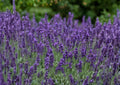 Lavender Seeds, Heirloom Non-GMO, Perennial Aromatic Herb, Lavandula angustifolia, Purple Flower, Garden Planting Seeds