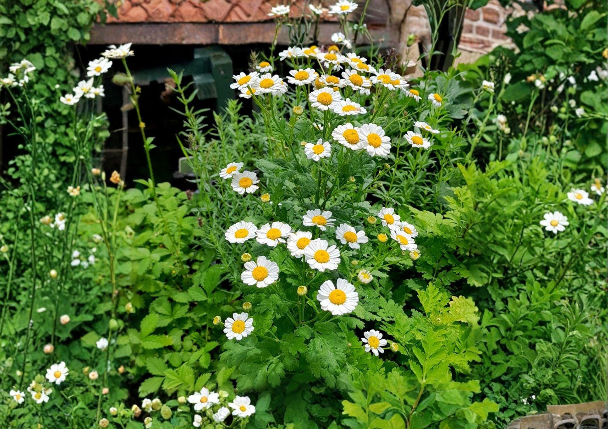 Feverfew Seeds, Heirloom Non-GMO, Medicinal Herb, Perennial Daisy Flower, Tanacetum parthenium, Herb Garden Seeds