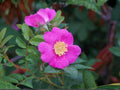 Rosa Woodsii Seeds – Heirloom Wild Prairie Rose Native Shrub for Gardens, Wildlife, Pollinators