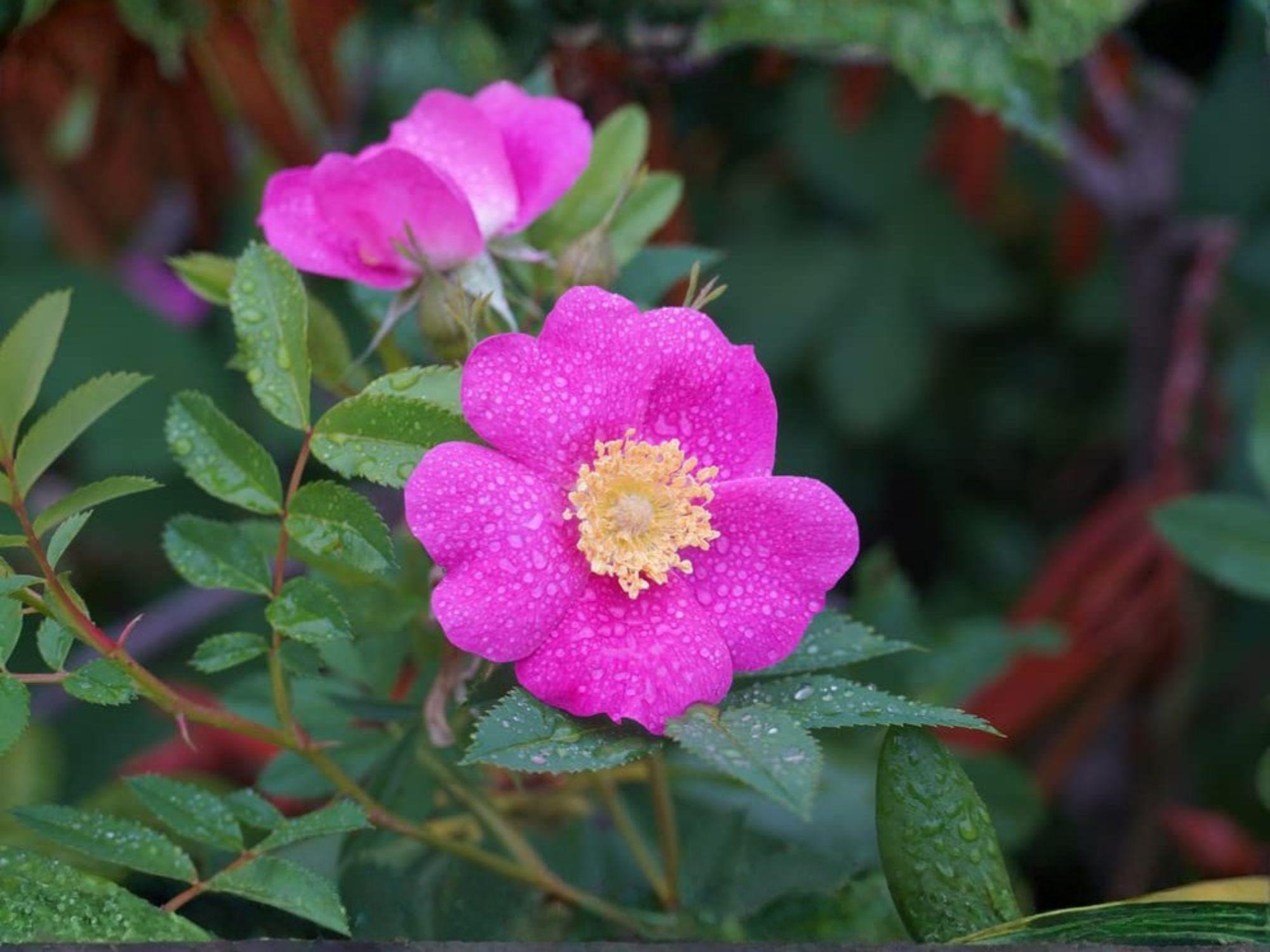 Rosa Woodsii Seeds – Heirloom Wild Prairie Rose Native Shrub for Gardens, Wildlife, Pollinators