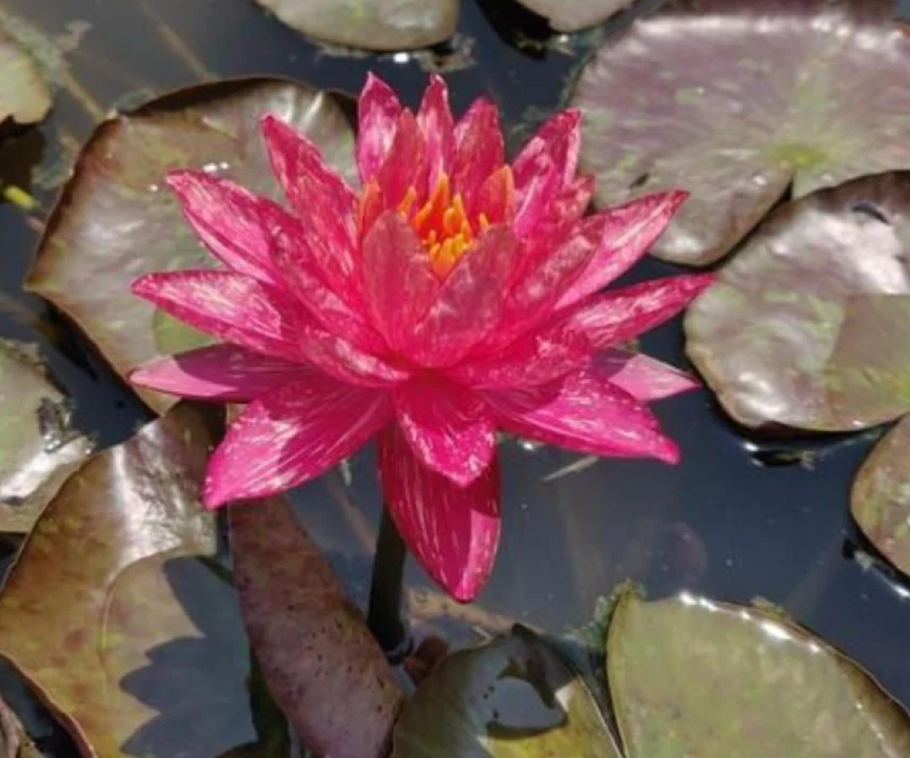 Wanvisa Water Lily Live Pond Plant – Red Flower, Hardy Nymphaea, Aquatic Garden, Water Garden, Pond Plant