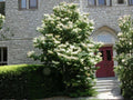 Japanese Tree Lilac Seeds – Heirloom Syringa amurensis japonica for Garden Planting, Ornamental Landscape, Flowering Tree