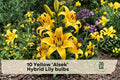 10 Yellow Alsek Hybrid Lily Bulbs - Bright Perennial Flower Bulbs for Garden Beds & Borders - Lilium hybridum