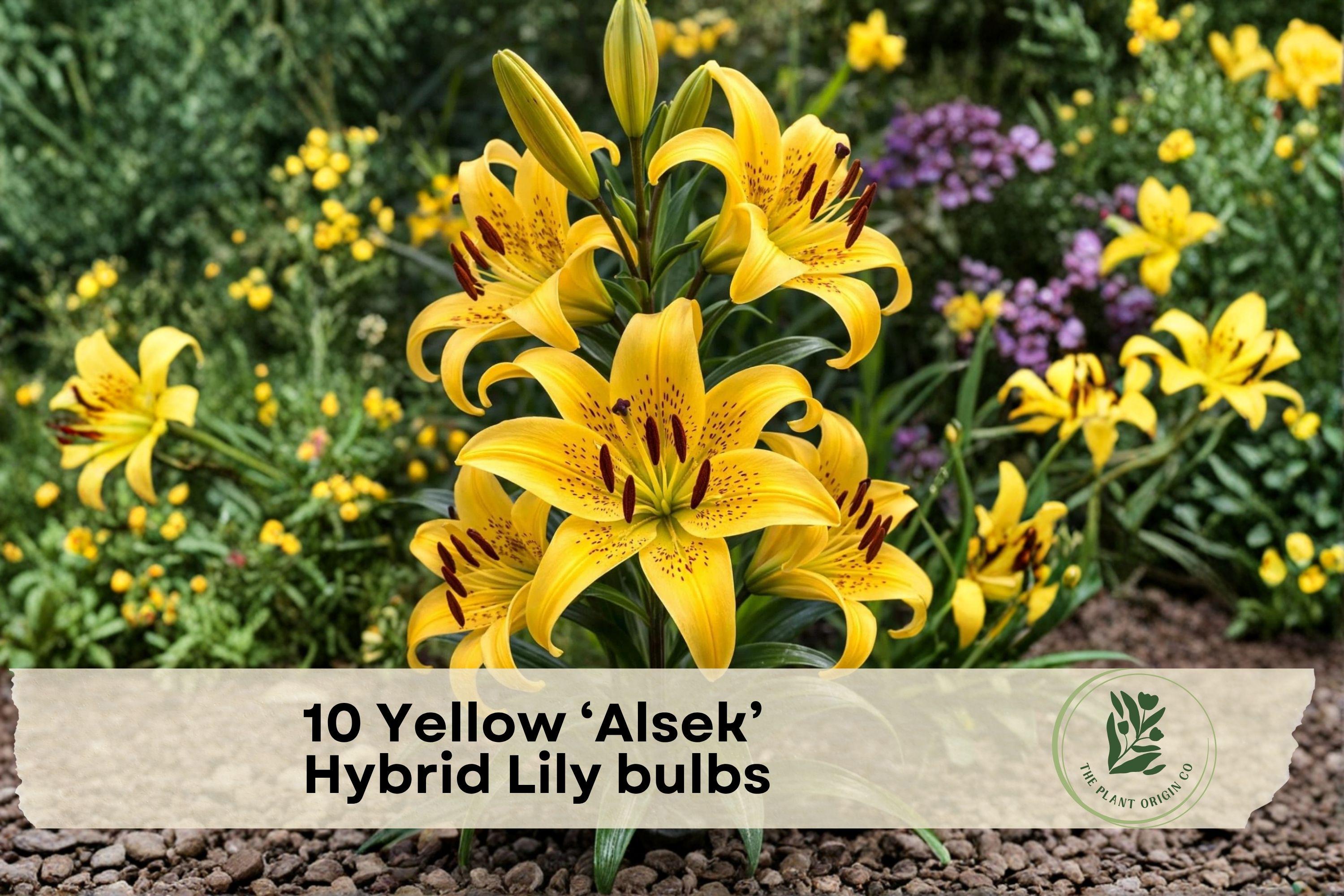 10 Yellow Alsek Hybrid Lily Bulbs - Bright Perennial Flower Bulbs for Garden Beds & Borders - Lilium hybridum