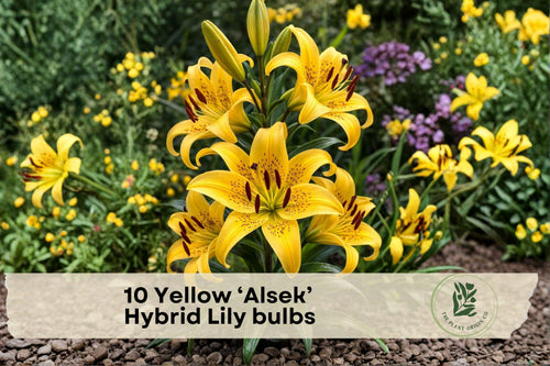 10 Yellow Alsek Hybrid Lily Bulbs - Bright Perennial Flower Bulbs for Garden Beds & Borders - Lilium hybridum