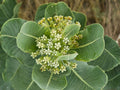Asclepias Arenaria Seeds – Western Sand Milkweed Heirloom Non-GMO Wildflower Seeds for Native Gardens and Pollinator Support