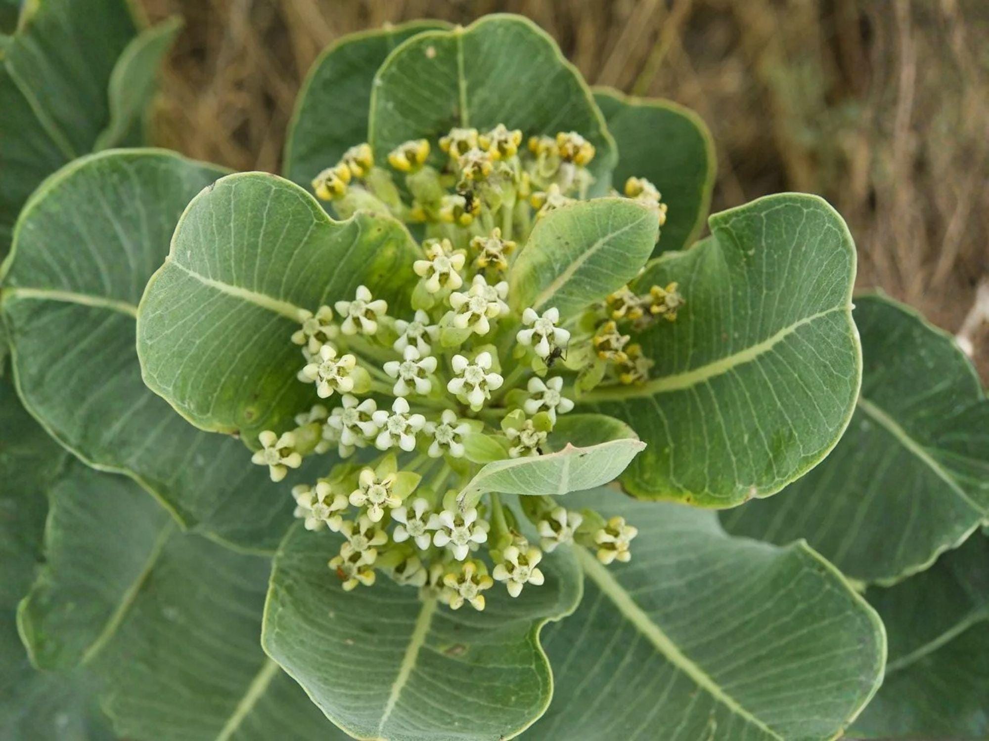 Asclepias Arenaria Seeds – Western Sand Milkweed Heirloom Non-GMO Wildflower Seeds for Native Gardens and Pollinator Support