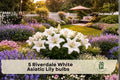 Riverdale White Asiatic Lily Bulbs - White Perennial Flower Bulbs for Garden Beds & Borders, Lilium asiaticum