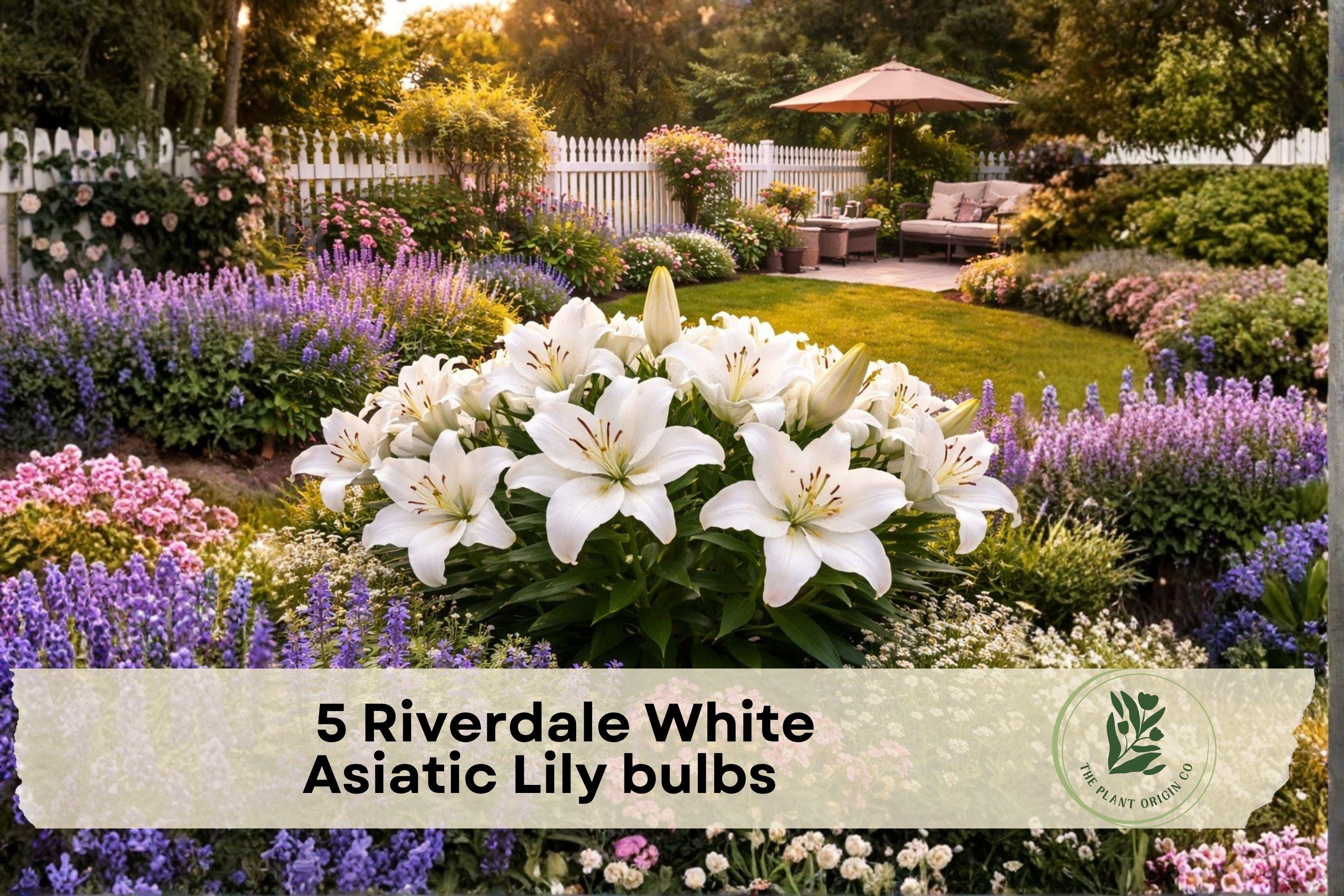 Riverdale White Asiatic Lily Bulbs - White Perennial Flower Bulbs for Garden Beds & Borders, Lilium asiaticum