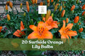 20 Surfside Orange Asiatic Lily Bulbs – Bright Orange Flowering Perennial Bulb, Lilium spp.
