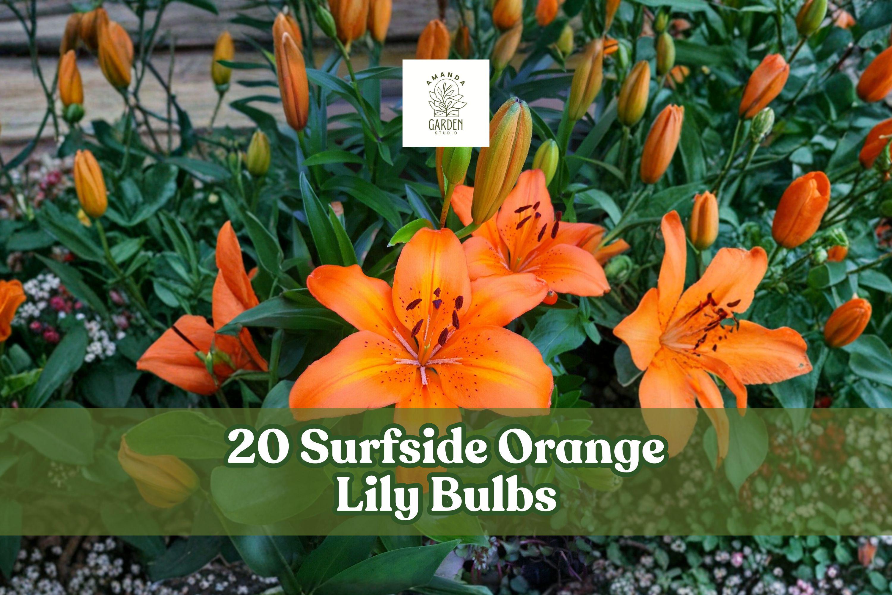 20 Surfside Orange Asiatic Lily Bulbs – Bright Orange Flowering Perennial Bulb, Lilium spp.