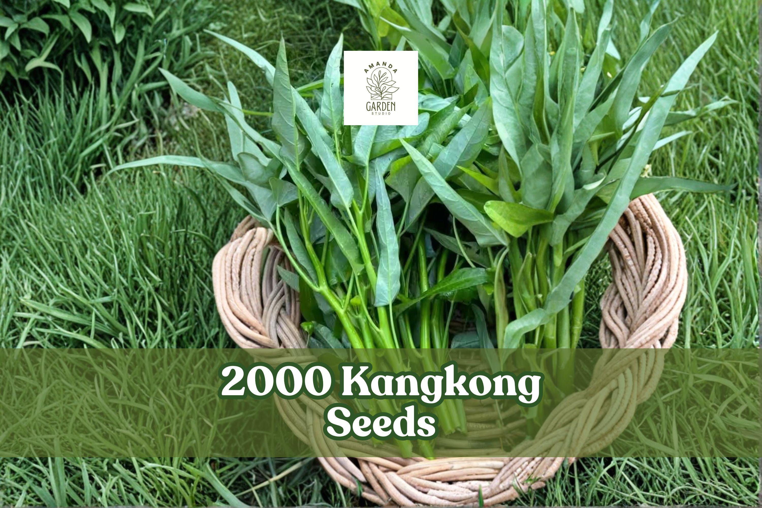 2000 Kangkong Seeds – Ong Choy Water Spinach Ipomoea aquatica – Fast-Growing Leafy Vegetable for Garden, Container & Water Gardening