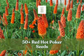 Red Hot Poker Seeds – Kniphofia uvaria Perennial with Red & Yellow Torch Flowers, Full Sun, Easy to Grow