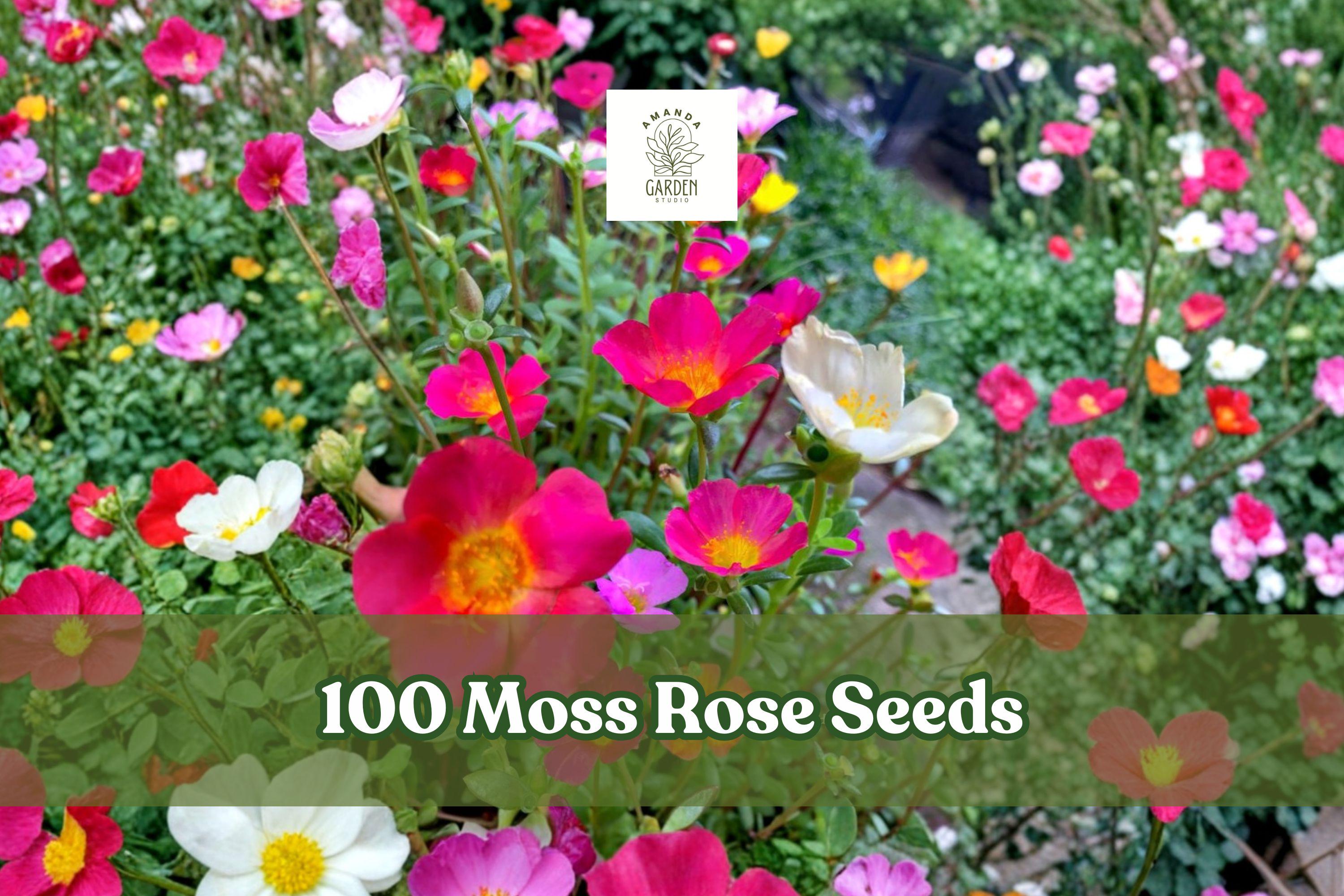 100 Moss Rose Seeds – Portulaca grandiflora Colorful Flower Mix for Gardens, Containers & Borders