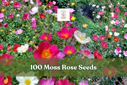 100 Moss Rose Seeds – Portulaca grandiflora Colorful Flower Mix for Gardens, Containers & Borders