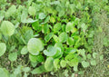 Upland Cress Seeds, Heirloom Non-GMO, Peppery Salad Green, Fast-Growing Leafy Herb, Barbarea verna, 600 Seeds