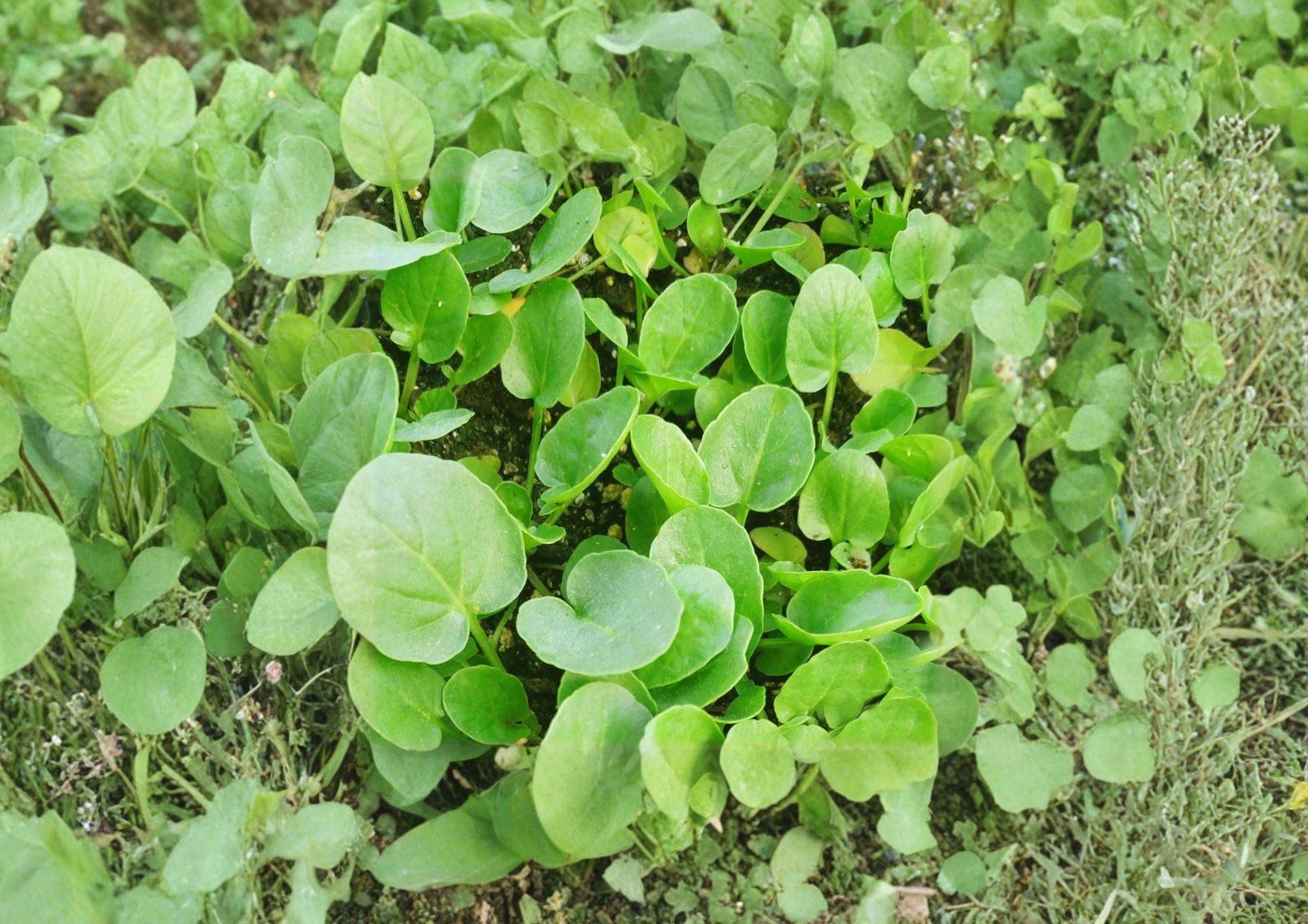 Upland Cress Seeds, Heirloom Non-GMO, Peppery Salad Green, Fast-Growing Leafy Herb, Barbarea verna, 600 Seeds