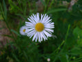 Boltonia False Aster Seeds – Heirloom Non-GMO Wildflower for Garden, Pollinator & Perennial Borders, Native Plant, 500 Seeds