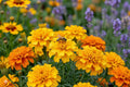 Crackerjack African Marigold Seeds (100) | Bright Yellow & Orange Blooms | Tagetes erecta | Easy to Grow Garden Flowers
