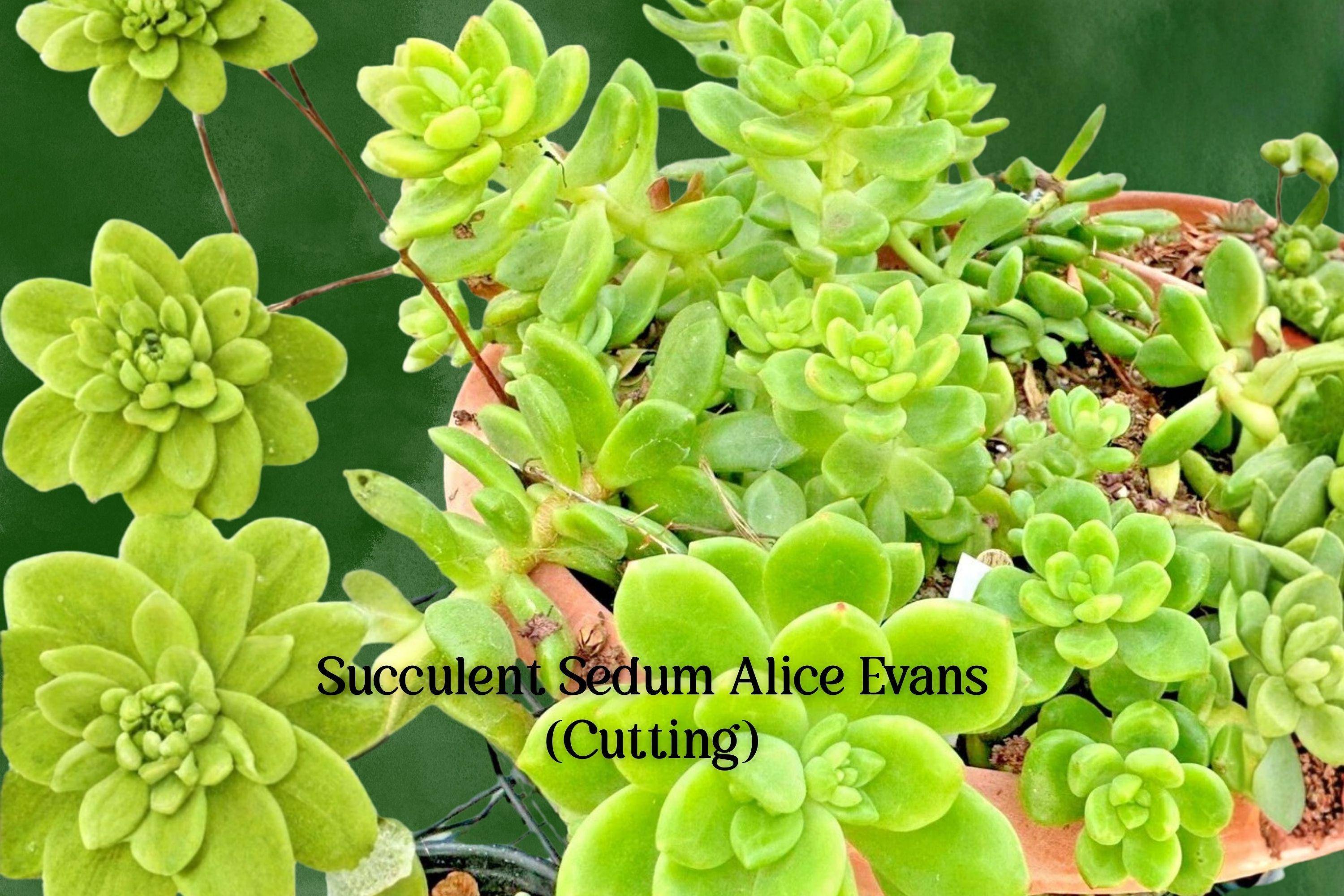 Sedum Alice Evans Cuttings | Trailing Rosette Stonecrop Succulent Plant | 5 Live Cuttings | White Flowers | Easy-Care Succulent