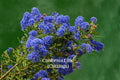 California Lilac Cuttings, Ceanothus Evergreen Shrub, Blue Flowering, Unrooted Live Cuttings, Drought Tolerant Garden Plant