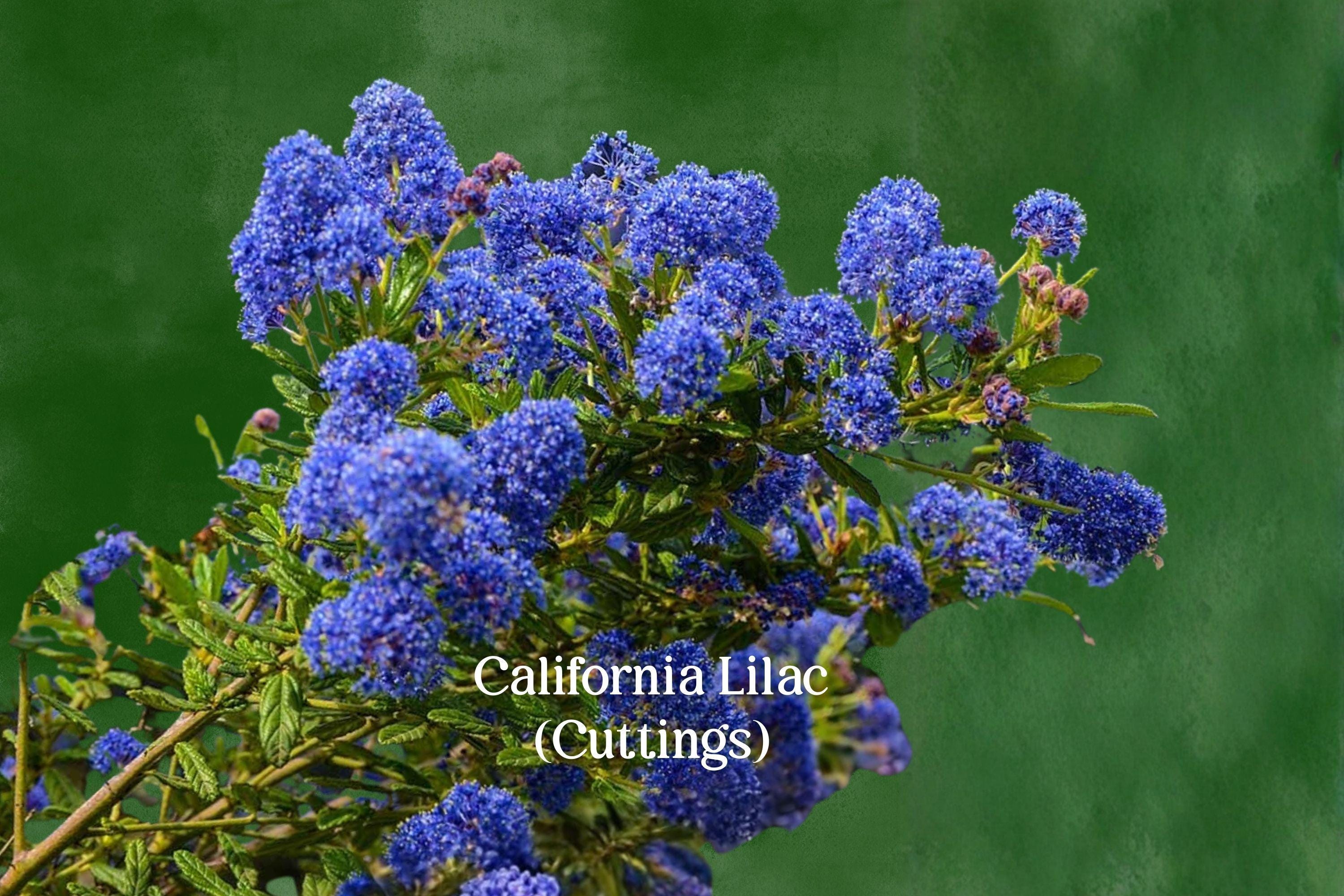 California Lilac Cuttings, Ceanothus Evergreen Shrub, Blue Flowering, Unrooted Live Cuttings, Drought Tolerant Garden Plant