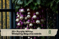 Purple White Weeping Begonia Seeds – Trailing Flowering Plant for Hanging Baskets & Containers, Begonia spp.
